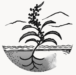 Black and white illustration of a plant with mountains and water in the background